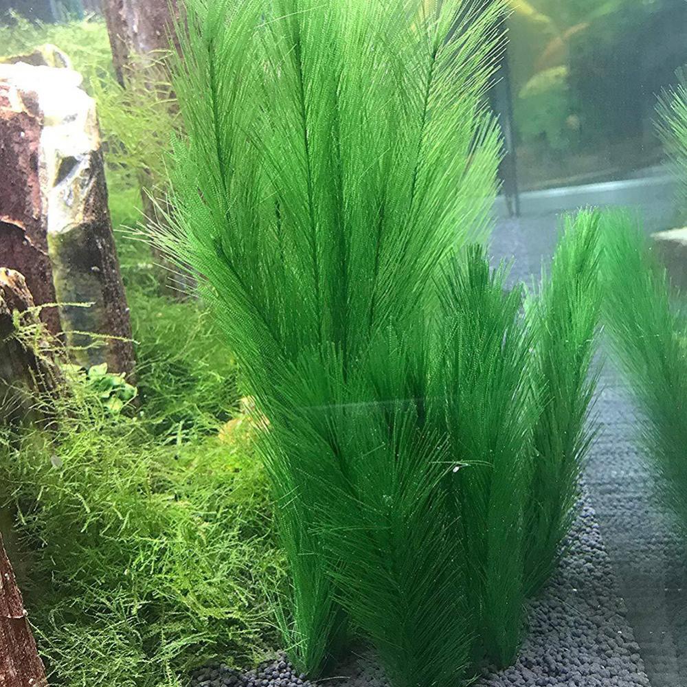1/3Pcs 28/40cm Aquarium Fish T - Aquarium Plant Live review and price