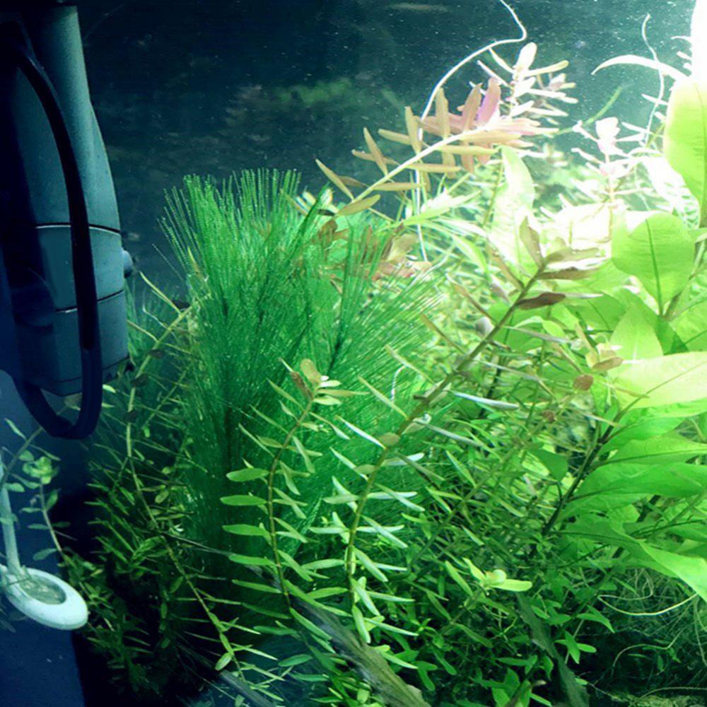 1/3Pcs 28/40cm Aquarium Fish T - Aquarium Plant Live review and price