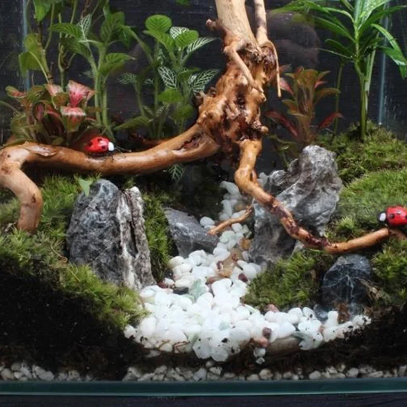 Natural Tree Trunk Driftwood A - Aquarium Plant Live review and price