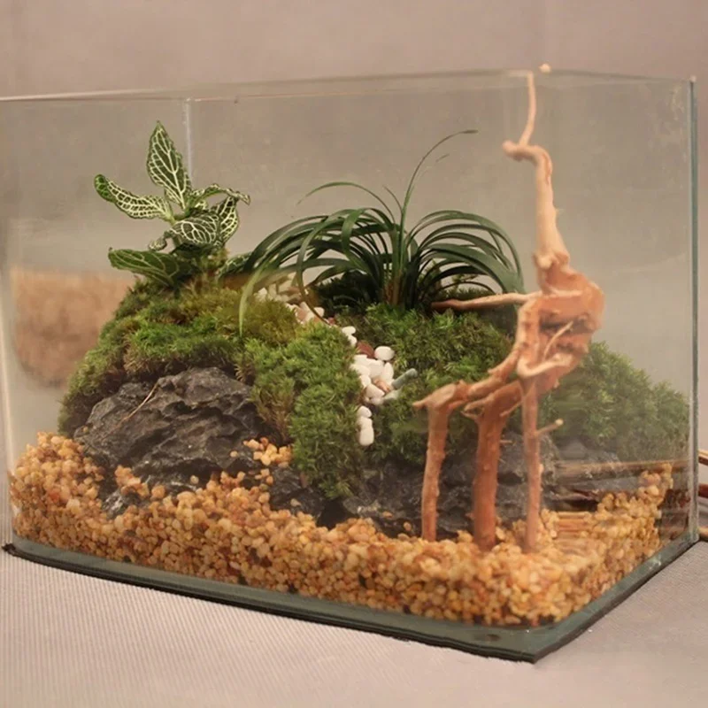 Natural Tree Trunk Driftwood A - Aquarium Plant Live review and price