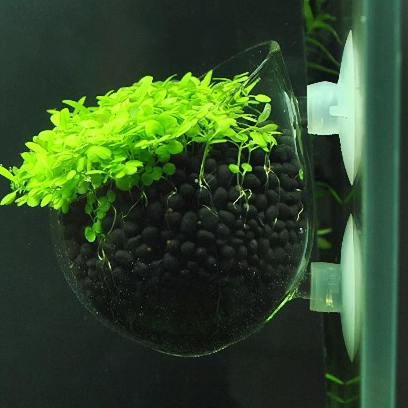 Aquarium Plant Holder Glass Aq - Aquarium Plant Live review and price
