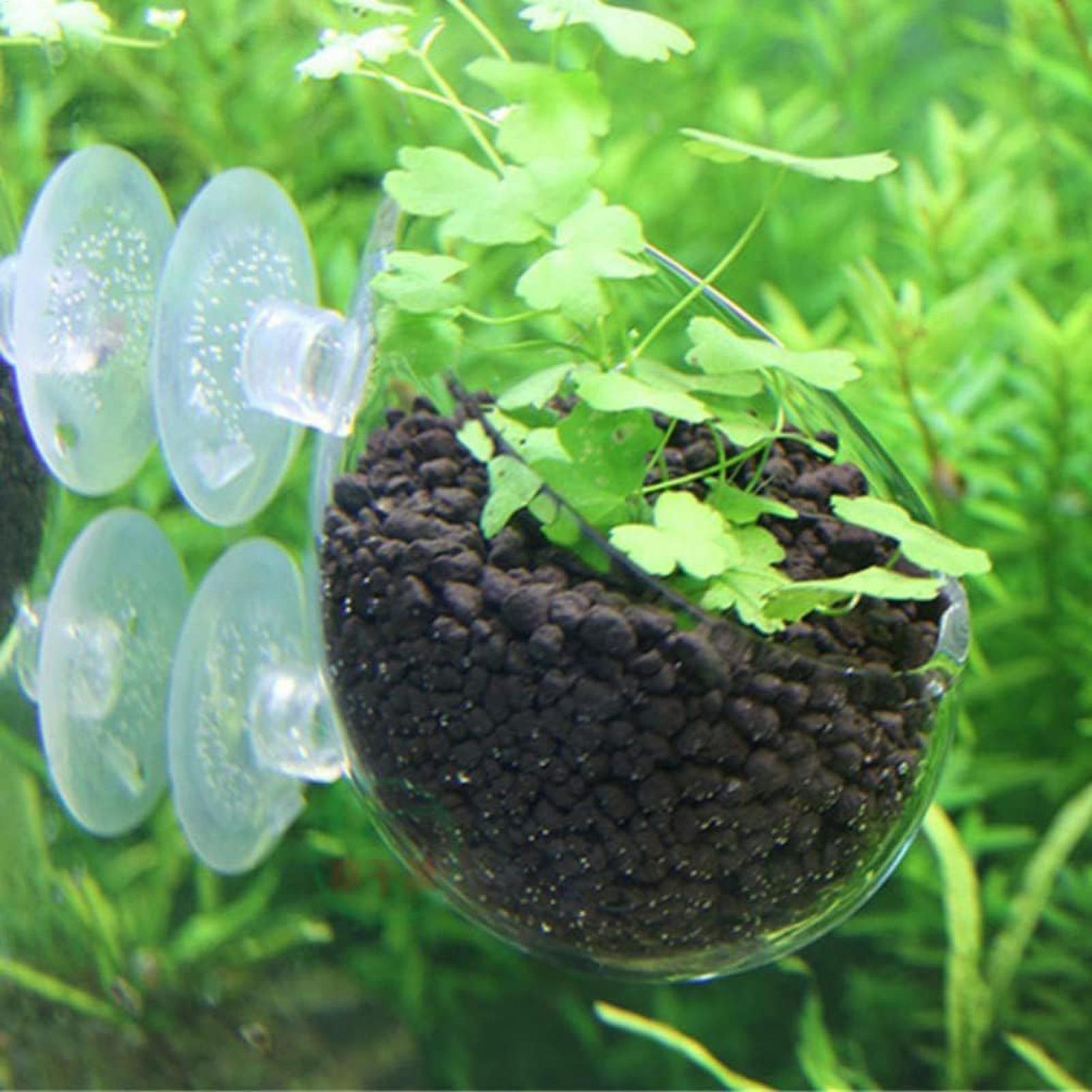 Aquarium Plant Holder Glass Aq - Aquarium Plant Live review and price