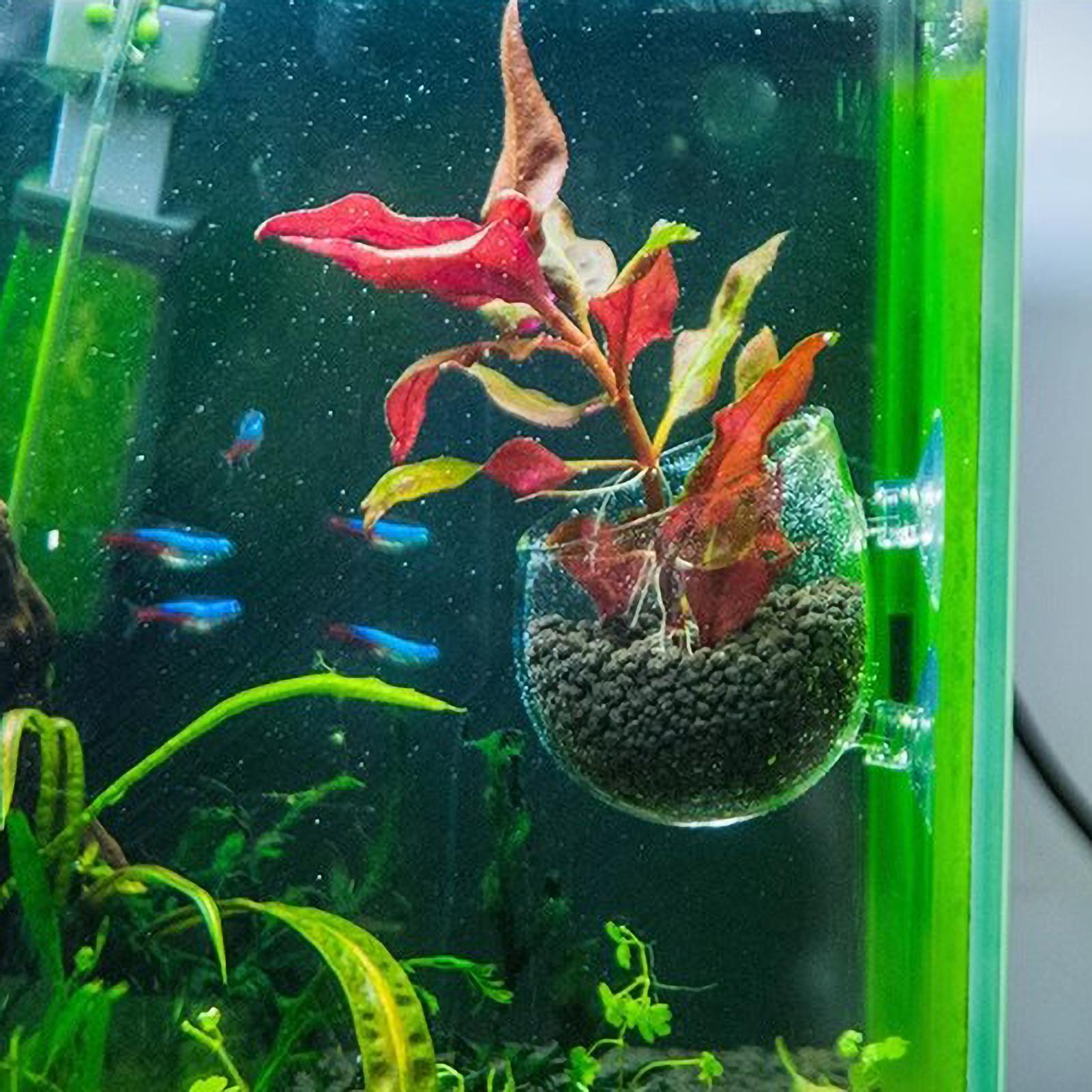 Aquarium Plant Holder Glass Aq - Aquarium Plant Live review and price