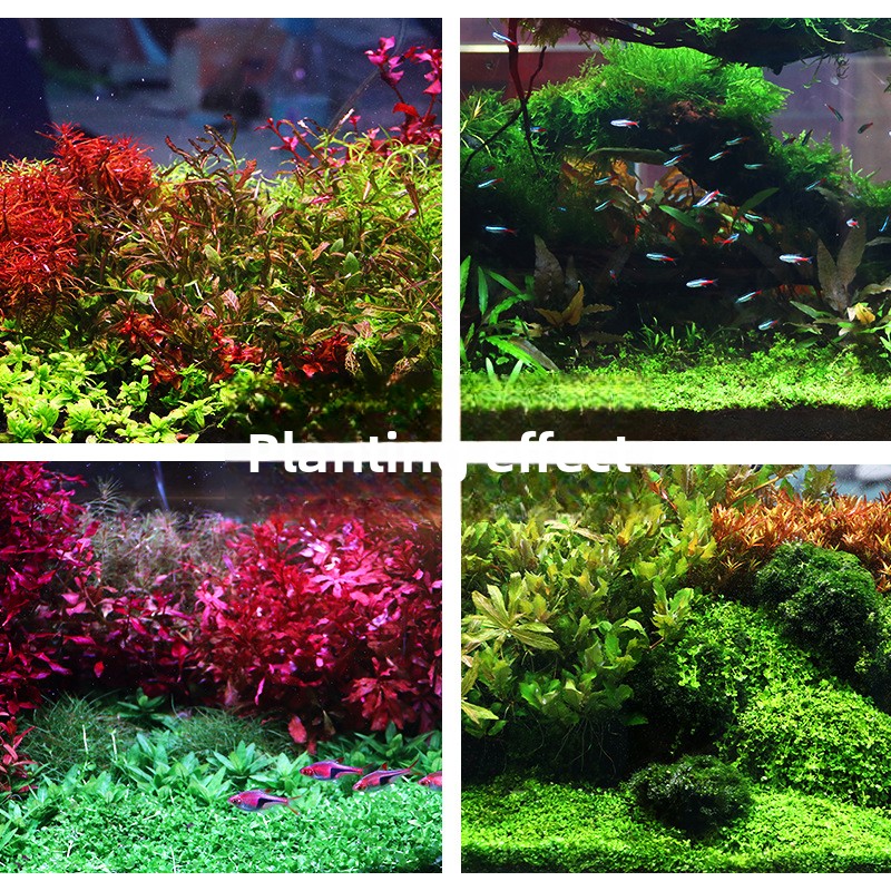 SYSENCIAGA Planted Aquarium Su - Planted Aquarium With Sand review and price