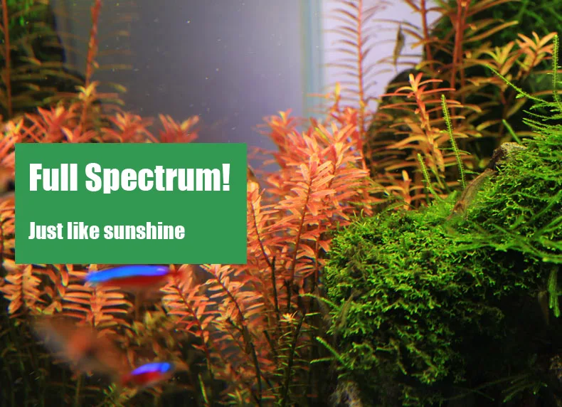 Chihiros C Series ADA Style Pl - Planted Aquarium Mini review and price