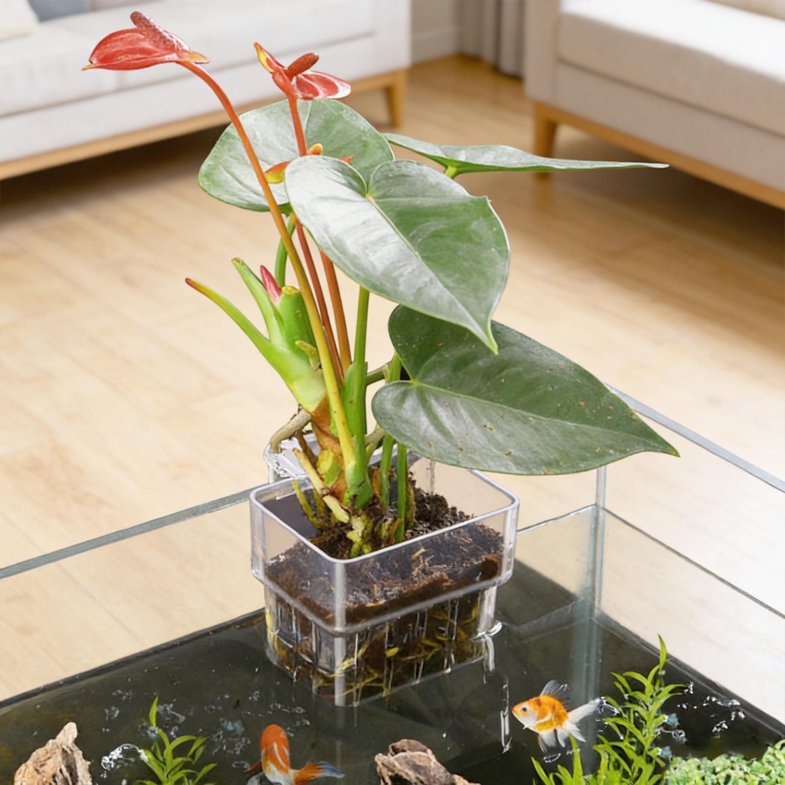 Transparent Hangable Aquarium  - Aquarium Plant Live review and price