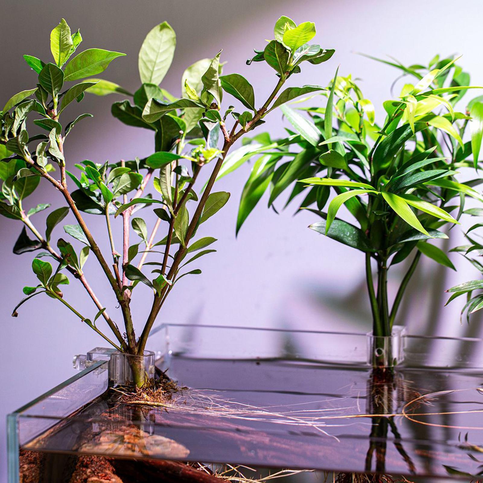 6pcs Aquarium Plant Holders Cl - Aquarium Plant Live review and price