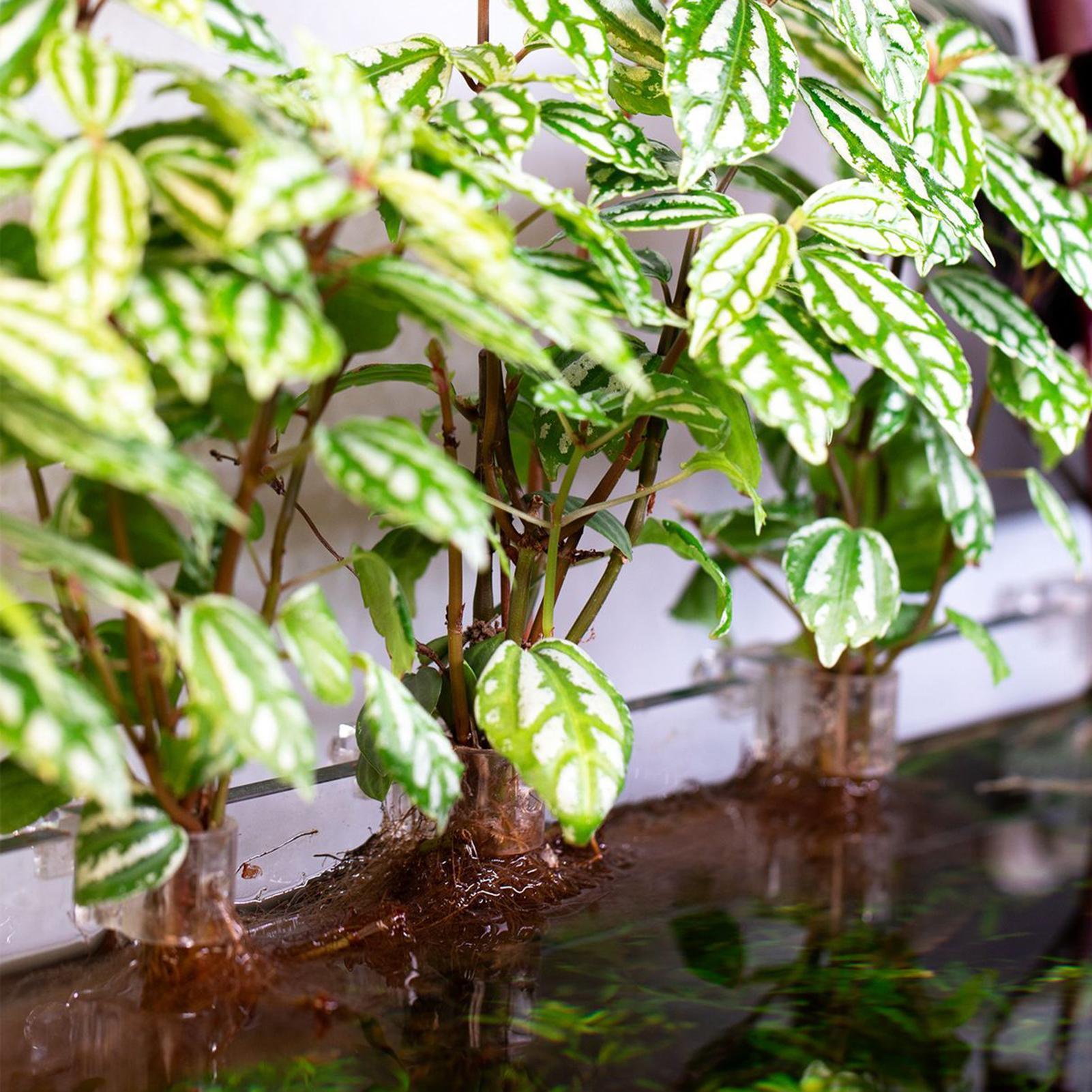 6pcs Aquarium Plant Holders Cl - Aquarium Plant Live review and price